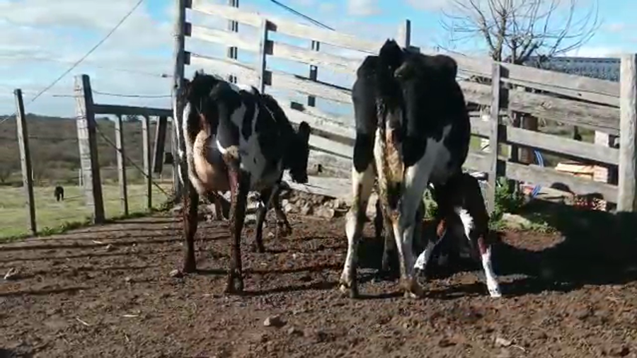 Lote (Vendido)4 Piezas de cría HOLANDO a remate en 5to remate por pantalla ENTRE MARTILLOS, San José