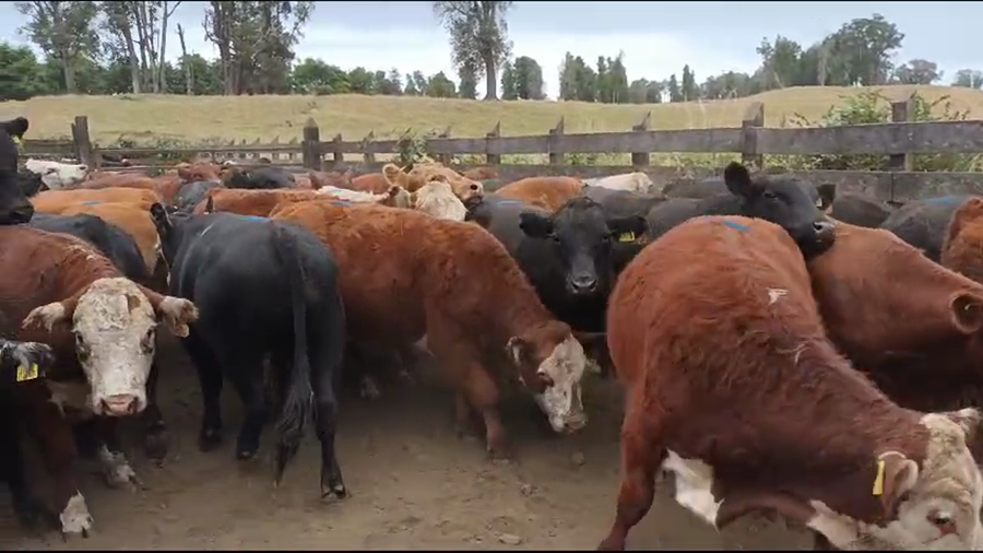 Lote 50 Novillo Engorda en Osorno, X Región Los Lagos