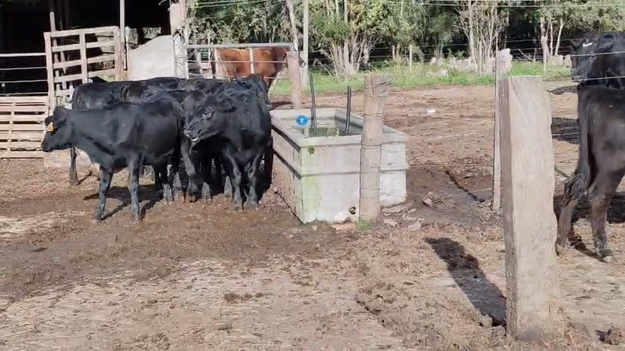 Lote 7 Vaquillonas  a remate en Pantalla Especial de Otoño, San José