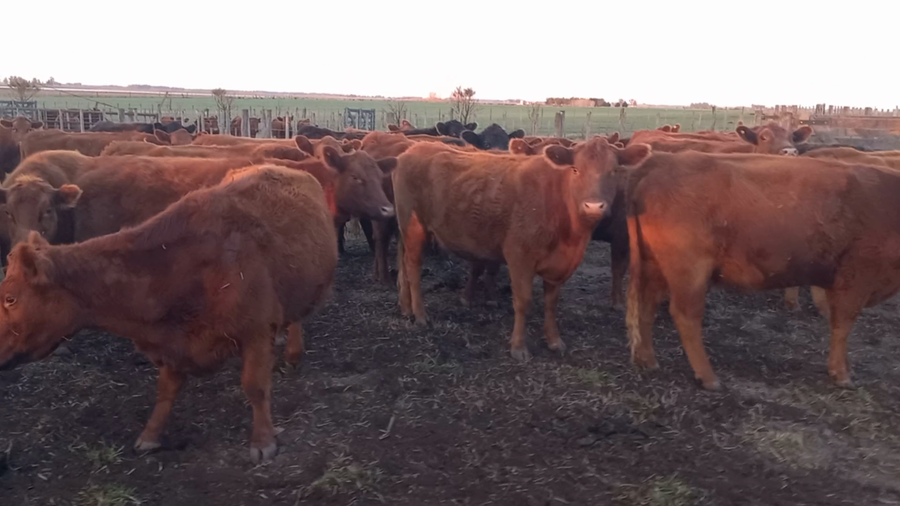 Lote 48 Vacas C/ gtia de preñez