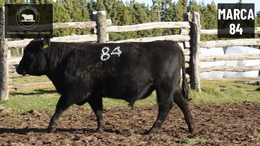 Lote 1 Toro