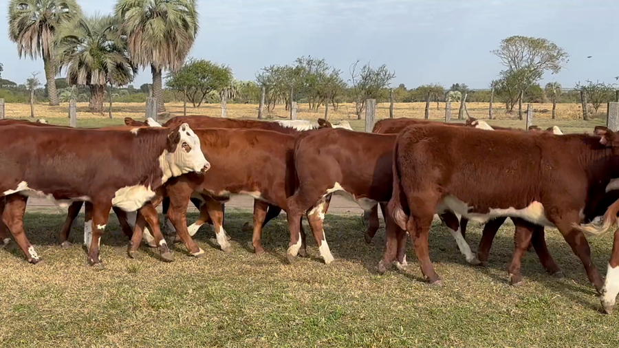 Lote 110 Terneras