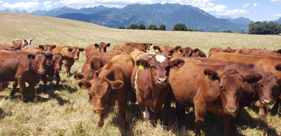 Lote 60 Novillo Engorda en Futrono, XIV Región Los Ríos