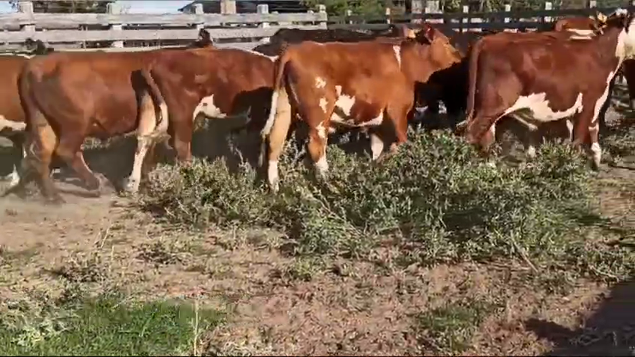 Lote NOVILLOS DE 1 A 2