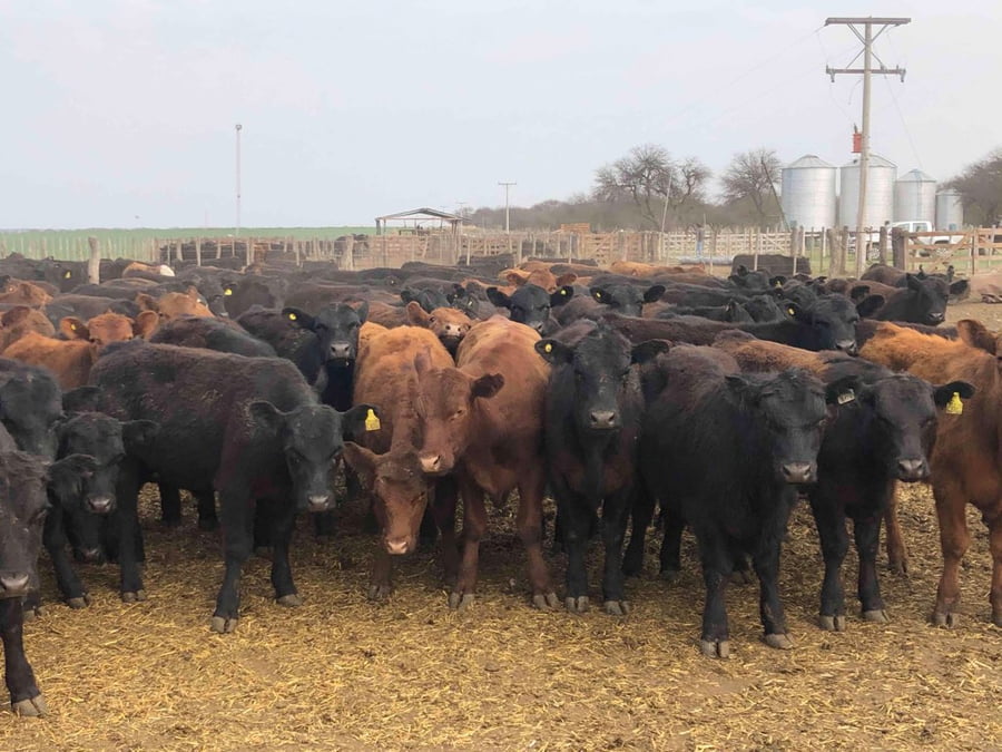 Lote 65 Terneros en Santa Rosa, La Pampa