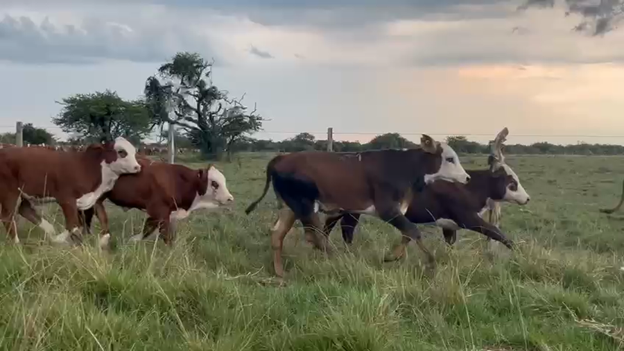 Lote 140 Terneros en Corrientes, Curuzú-Cuatiá