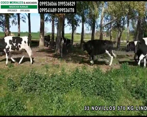 Lote 33 Novillos en  San Pedro, Colonia