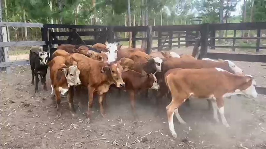 Lote 18 Terneros en Corrientes, Saladas