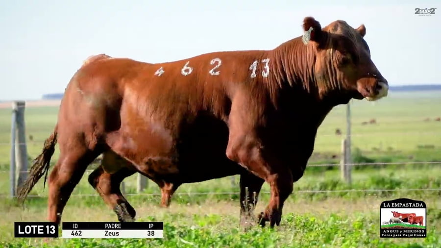 Lote 3 Toros a remate en Red Angus de La Empastada + Feria , Salto