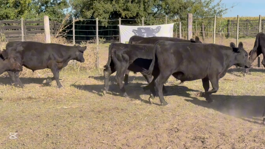 Lote 44 Terneros