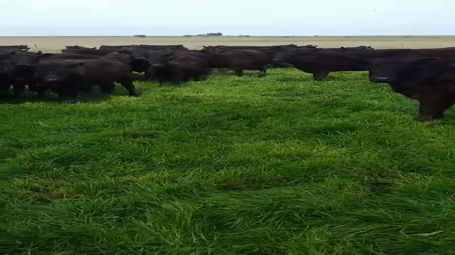 Lote 100 Terneras en La Pampa, Jacinto Arauz