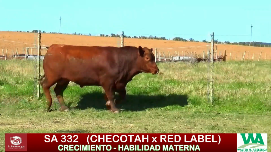 Lote Toros a remate en ANGUS EL REBENQUE, Florida