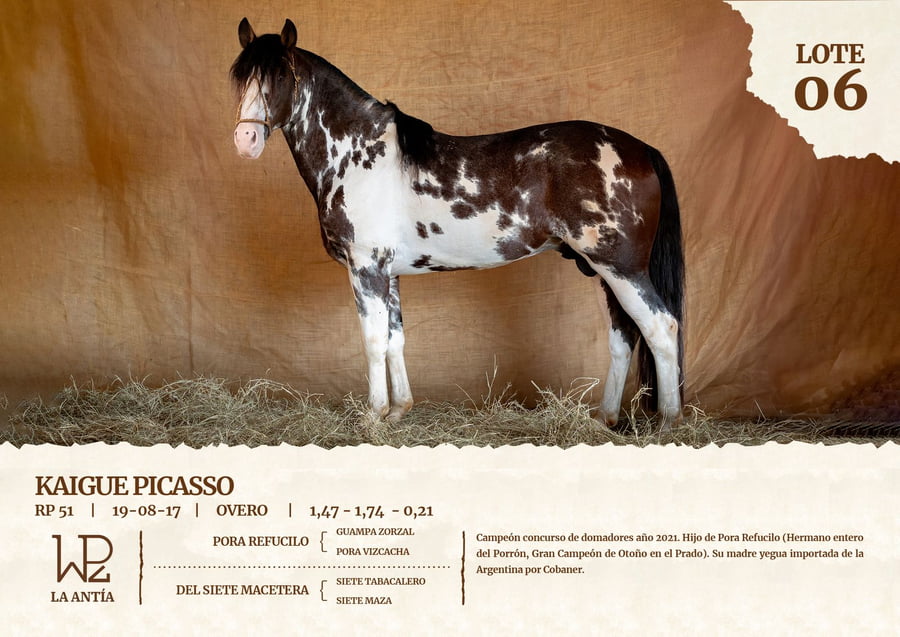 Lote KAIGUE PICASSO