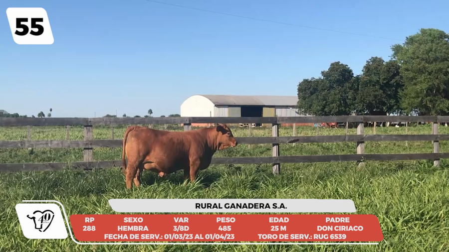 Lote LOTE 55-DE CAMPO