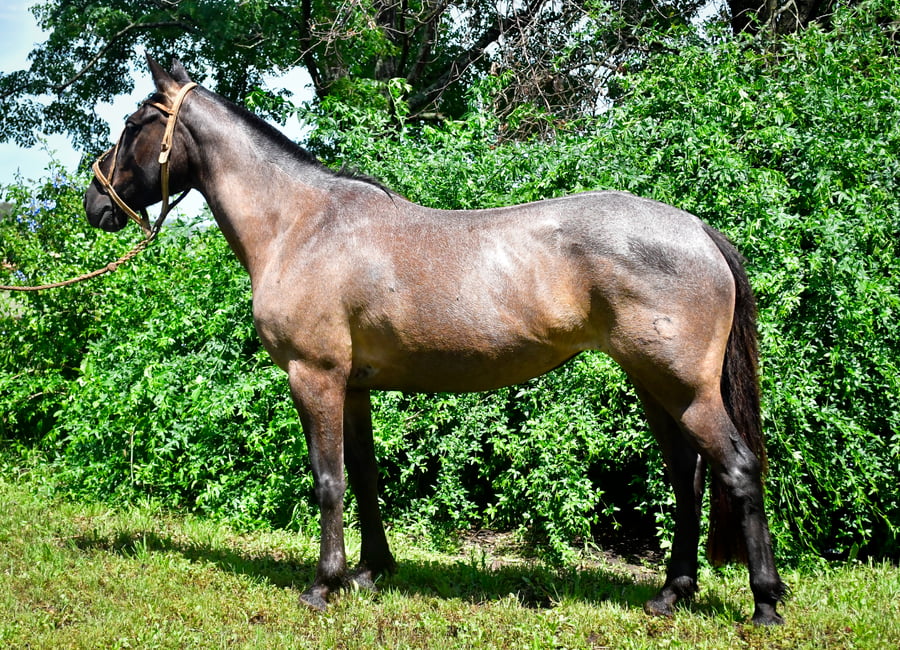 Lote Bordona Don Salvador