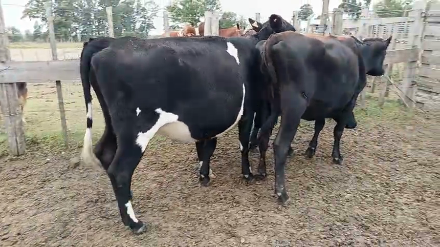 Lote 3 Vaquillonas  a remate en Pantalla Especial de Otoño 450kg - , San José