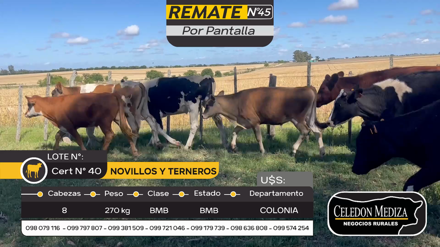 Lote 8 Terneros y Novillos en Otra Localidad, Colonia
