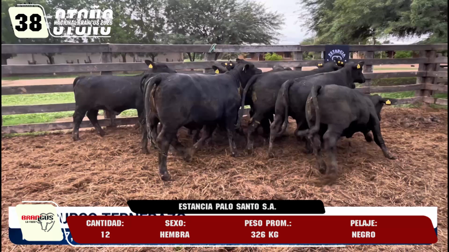 Lote LOTE 38