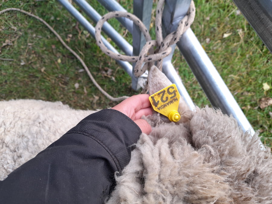 Lote Carnero TOP A, 18-0521