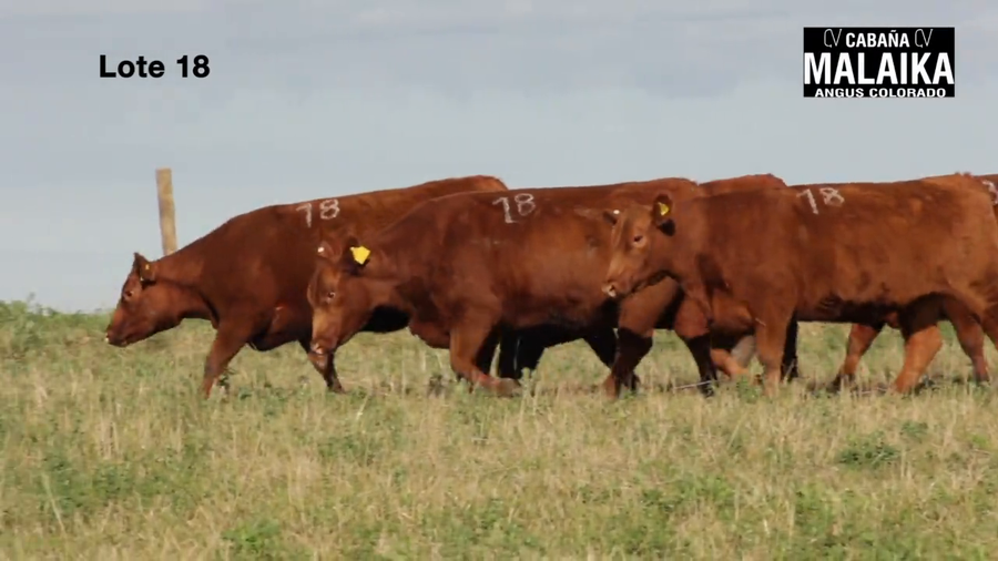 Lote "VAQUILLONAS PURA CONTROLADAS PREÑADAS ""CABAÑA MALAIKA"""