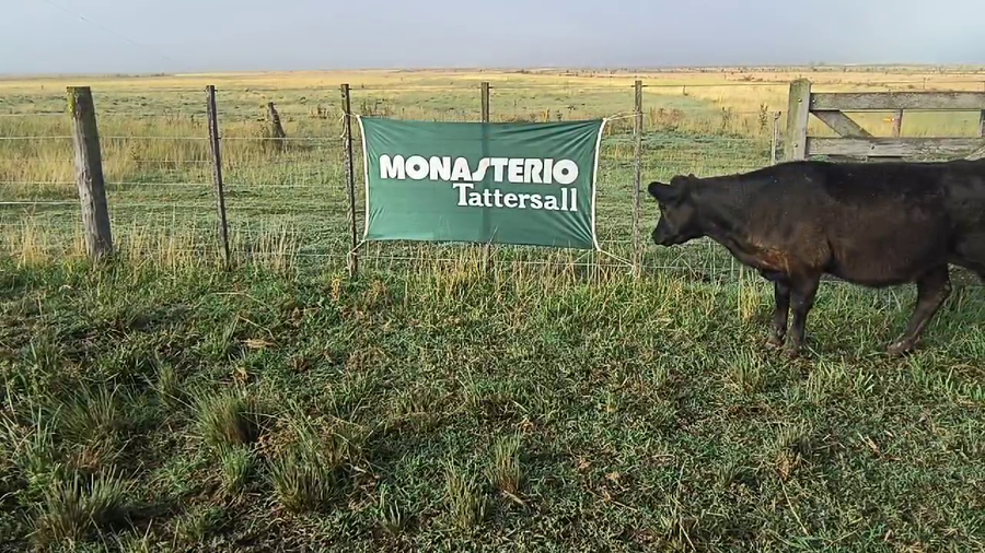 Lote 62 Terneros en Coronel Suarez