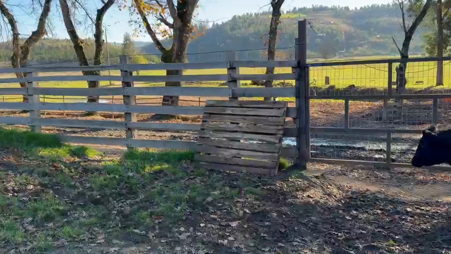 Lote 26 Ternero en Lumaco, IX Región Araucanía