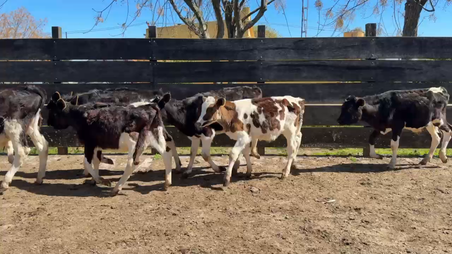 Lote TERNEROS