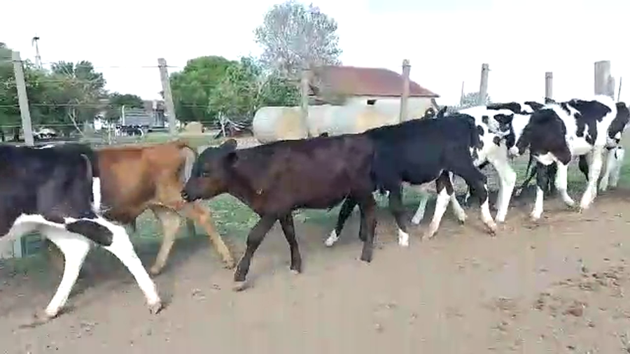 Lote Terneros Hol 30 (26 Machos - 4 Hembras)