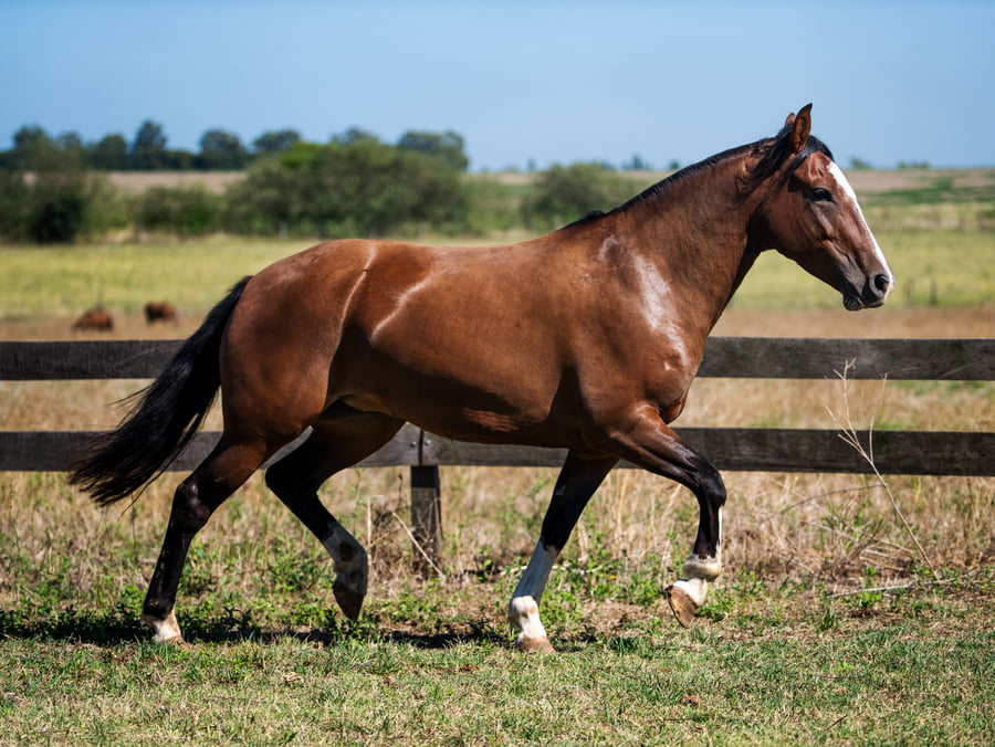 Lote CHACRA VIEJA SOLITARIA