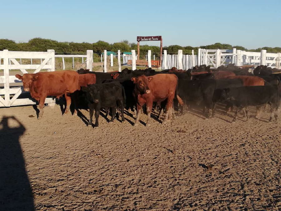 Lote 75 Terneros en Federal, Entre Ríos