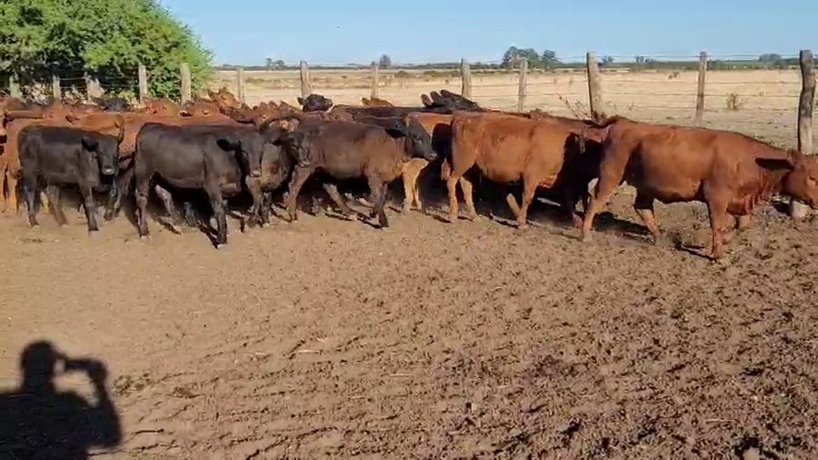 Lote 82 Terneras en Villaguay, Entre Ríos