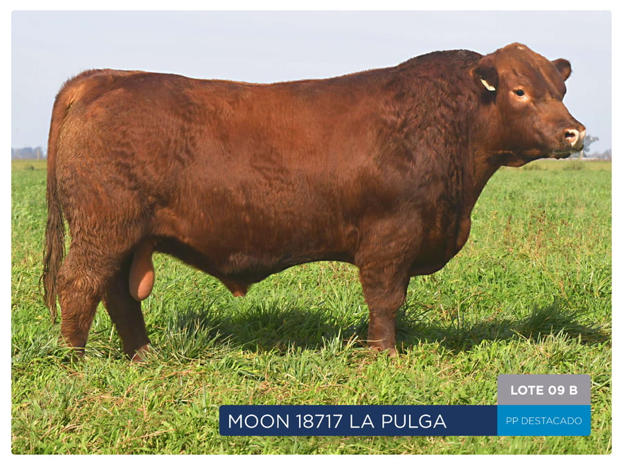 Lote RP 18670, 18717 Y  18701 - Toro PP