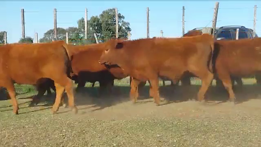 Lote 37 TERNEROS