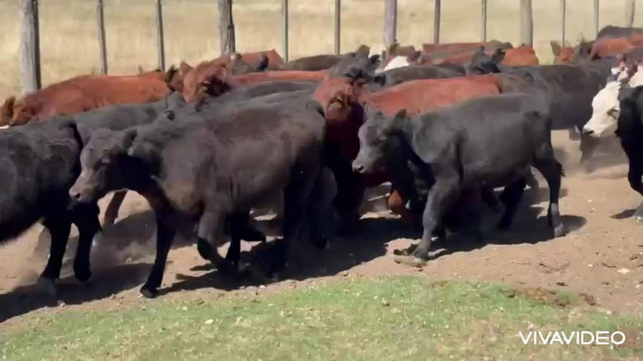 Lote 60 Terneras