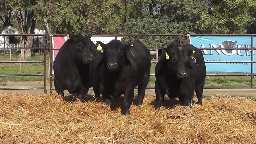 Lote TOROS ANGUS NEGROS PC