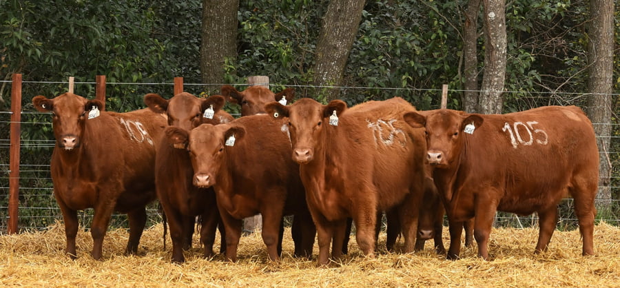 Lote VAQUILLONAS ANGUS PC OTOÑO