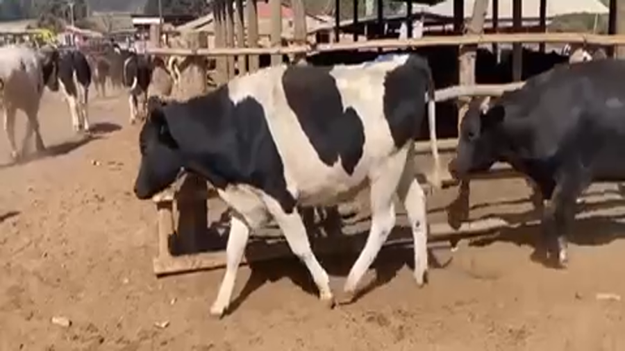 Lote 45 Novillo Gordo en Melipilla, Región Metropolitana