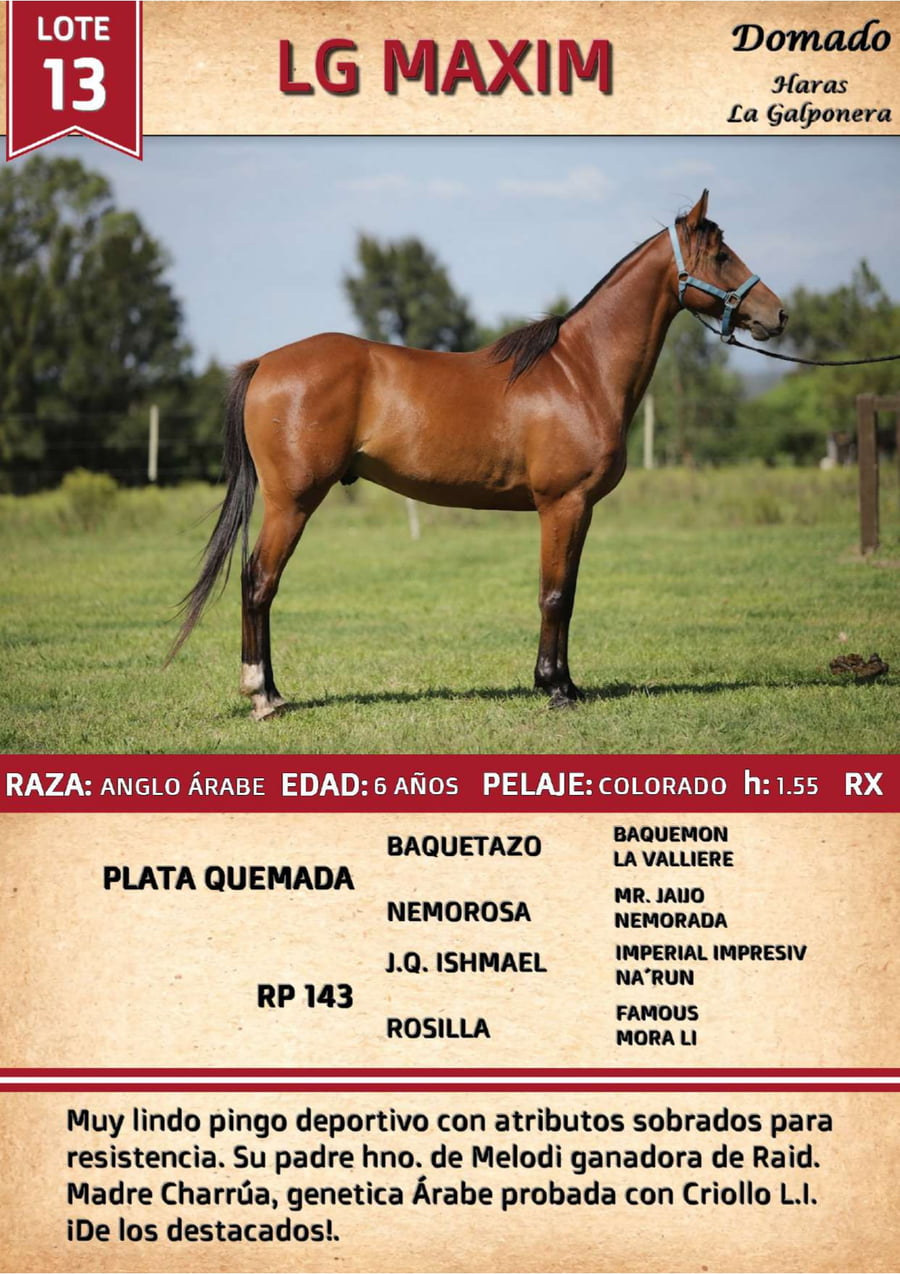 Lote LG MAXIM