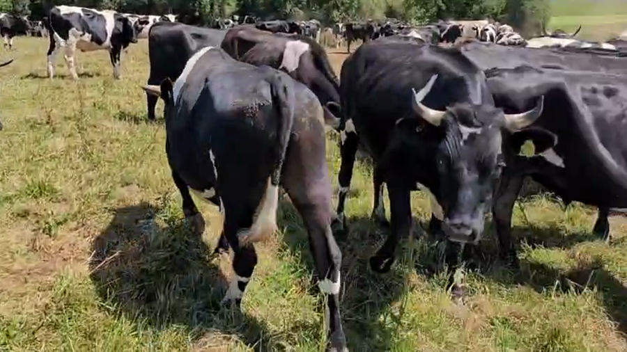 Lote 45 Novillo Gordo en Corral, XIV Región Los Ríos