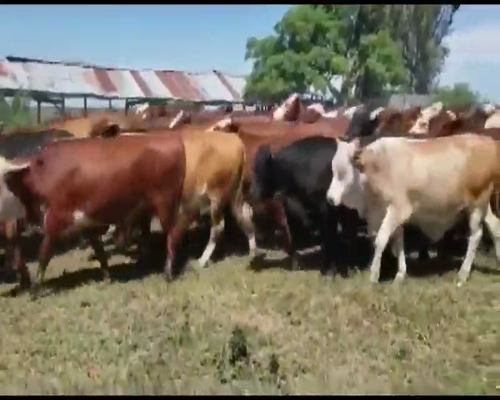 Lote 100 Novillos en Berón de Astrada, Corrientes