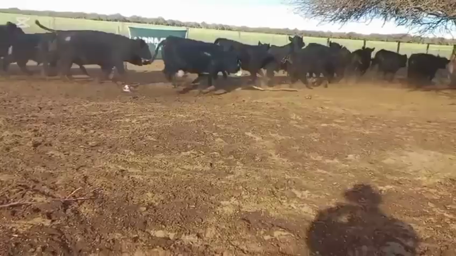 Lote 100 Terneros en Villa Huidobro