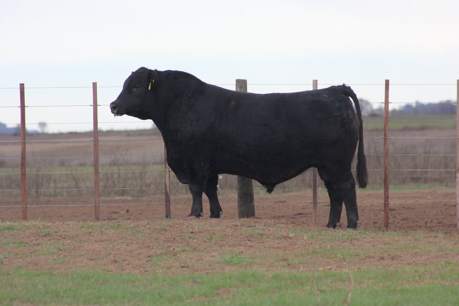 Lote TOROS PUROS DE PEDIGREE