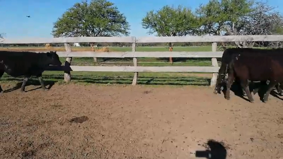 Lote 70 Terneros en Federal, Entre Ríos