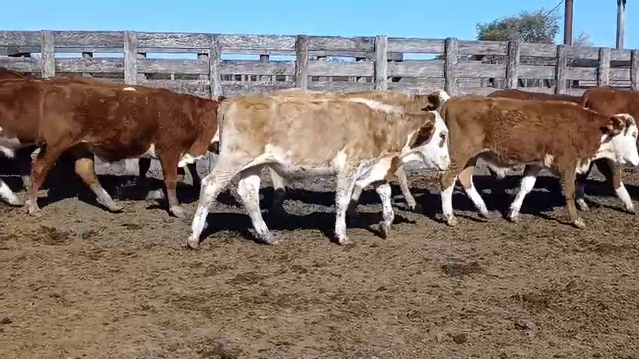 Lote 55 Novillitos en Corrientes, Curuzú-Cuatiá