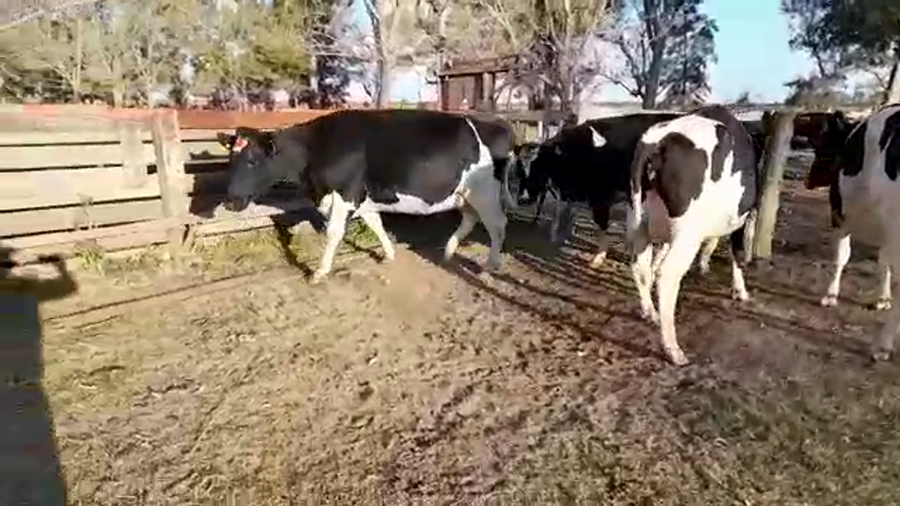 Lote 4 Vaquillonas adelantadas en Brinkmann, Córdoba