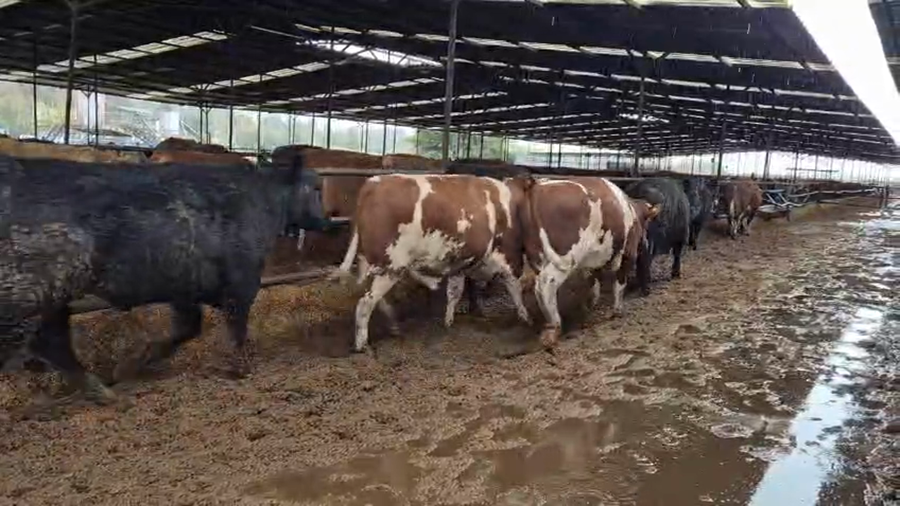 Lote 20 Novillo Gordo en Linares, VII  Región Maule