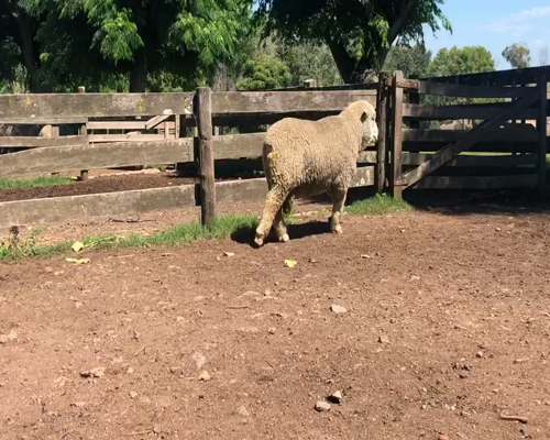Lote 1 Borregos en Cerro Largo, Cerro Largo