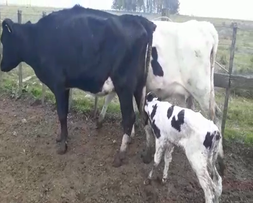 Lote 4 Piezas de cría HOLANDO a remate en Pantalla Camy 0 - 0kg - , San José