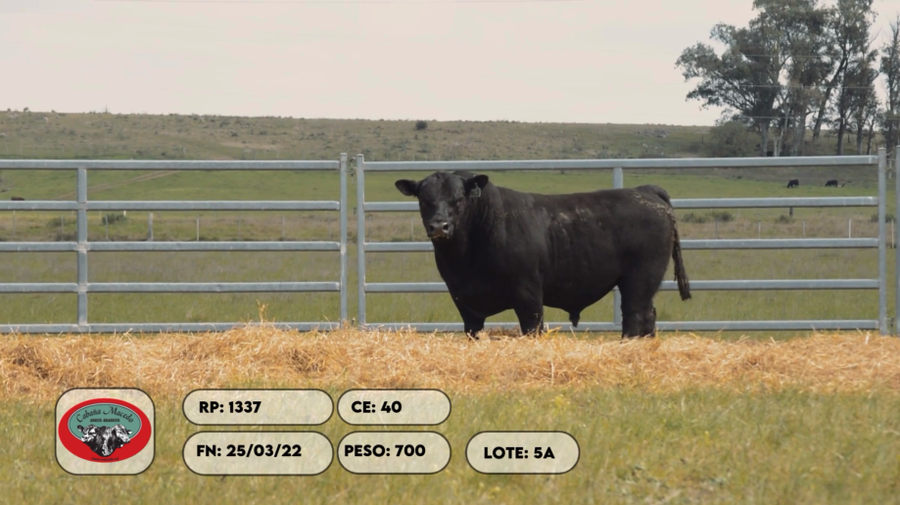 Lote 2 Toros a remate en Remate anual Cabaña Macedo, Artigas