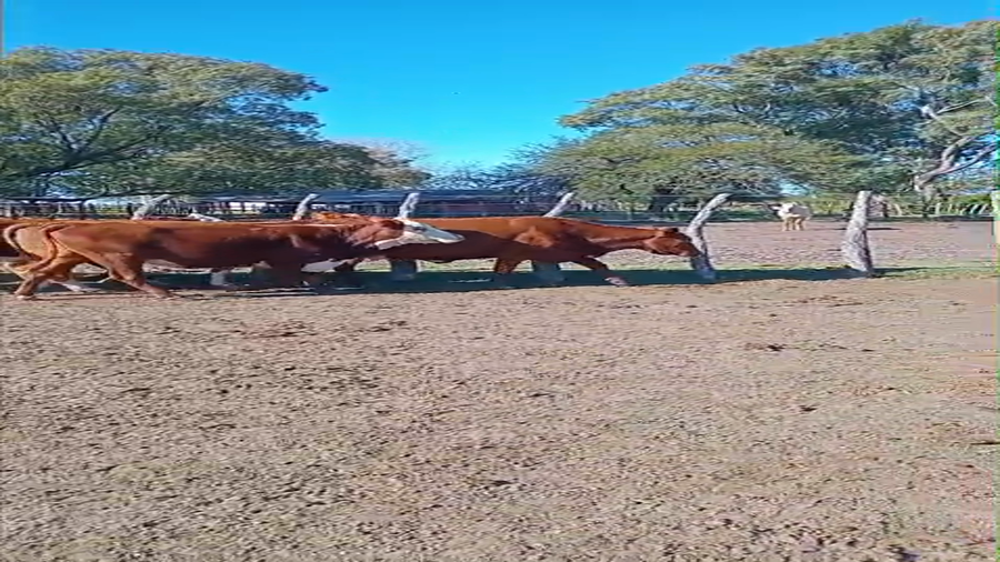 Lote 21 Vacas de invernar